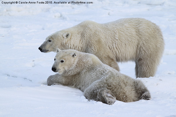  Polar Bears, Churchill, Canada Picture Board by Carole-Anne Fooks