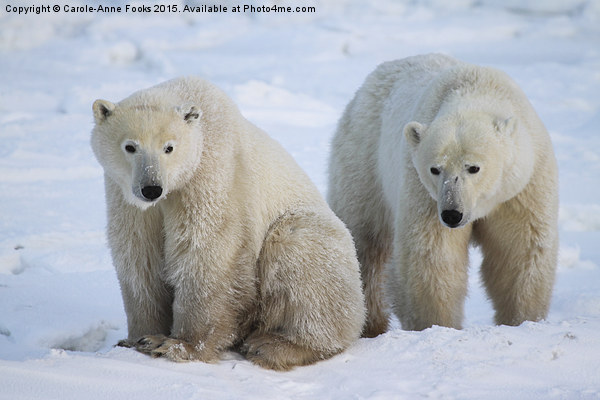   Polar Bears, Churchill, Canada Picture Board by Carole-Anne Fooks