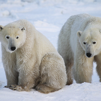 Buy canvas prints of   Polar Bears, Churchill, Canada by Carole-Anne Fooks