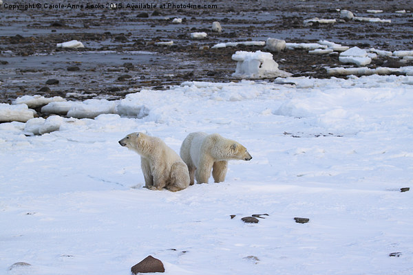   Polar Bears Canada Picture Board by Carole-Anne Fooks