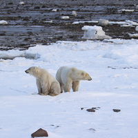 Buy canvas prints of   Polar Bears Canada by Carole-Anne Fooks