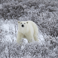 Buy canvas prints of  Polar Bear in The Arctic Willow by Carole-Anne Fooks
