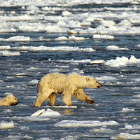 Buy canvas prints of  Polar Bears in Hudson Bay, Canada by Carole-Anne Fooks