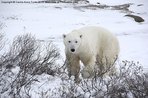  Polar Bear, Churchill, Canada Picture Board by Carole-Anne Fooks