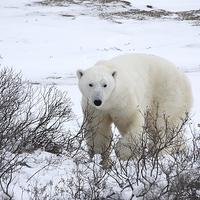 Buy canvas prints of  Polar Bear, Churchill, Canada by Carole-Anne Fooks