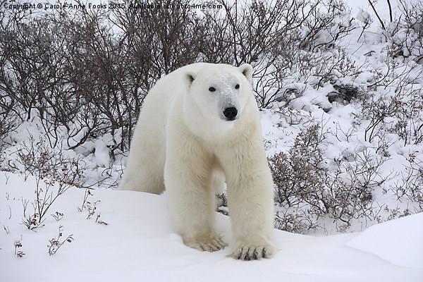  Polar Bear, Churchill, Canada Picture Board by Carole-Anne Fooks