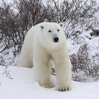 Buy canvas prints of   Polar Bear, Churchill, Canada by Carole-Anne Fooks