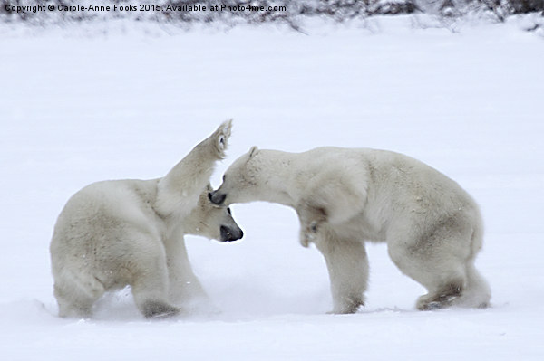  Polar Bear Skirmish Picture Board by Carole-Anne Fooks