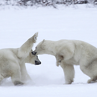 Buy canvas prints of  Polar Bear Skirmish by Carole-Anne Fooks