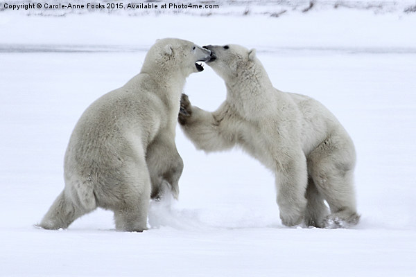   Polar Bear Skirmish Picture Board by Carole-Anne Fooks