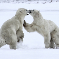 Buy canvas prints of   Polar Bear Skirmish by Carole-Anne Fooks