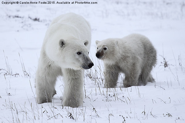  Polar Bear & Her Cub, Churchill, Canada Picture Board by Carole-Anne Fooks