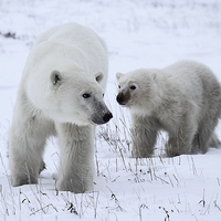 Buy canvas prints of  Polar Bear & Her Cub, Churchill, Canada by Carole-Anne Fooks