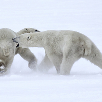 Buy canvas prints of   Polar Bear Skirmish by Carole-Anne Fooks