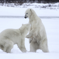 Buy canvas prints of  Polar Bear Stoush by Carole-Anne Fooks