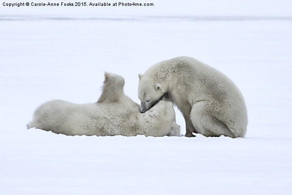  Polar Bear Stoush Picture Board by Carole-Anne Fooks