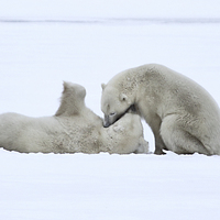 Buy canvas prints of  Polar Bear Stoush by Carole-Anne Fooks
