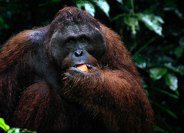  LargeMale Orangutan KNown as George Picture Board by Carole-Anne Fooks