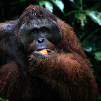 Buy canvas prints of  LargeMale Orangutan KNown as George by Carole-Anne Fooks