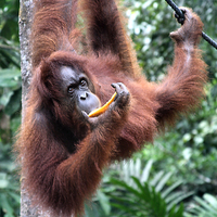 Buy canvas prints of  Just Hanging Around, Young Female Orangutan, Born by Carole-Anne Fooks
