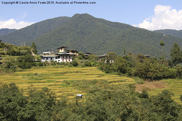  Farms & Landscape, Bhutan Picture Board by Carole-Anne Fooks
