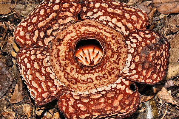  Male Rafflesia pricei Flower Picture Board by Carole-Anne Fooks