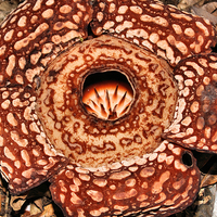 Buy canvas prints of  Male Rafflesia pricei Flower by Carole-Anne Fooks