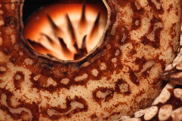  Rafflesia precei Borneo Picture Board by Carole-Anne Fooks