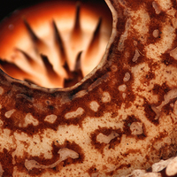Buy canvas prints of  Rafflesia precei Borneo by Carole-Anne Fooks