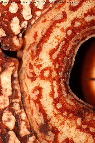  Rafflesia precei Borneo Picture Board by Carole-Anne Fooks