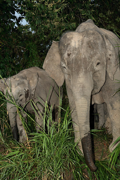  Borneo's Pygmy Elephants Picture Board by Carole-Anne Fooks