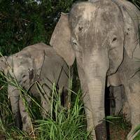 Buy canvas prints of  Borneo's Pygmy Elephants by Carole-Anne Fooks