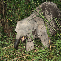 Buy canvas prints of  Borneo's Pygmy Elephant by Carole-Anne Fooks