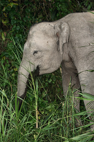  Borneo's Pygmy Elephant Picture Board by Carole-Anne Fooks