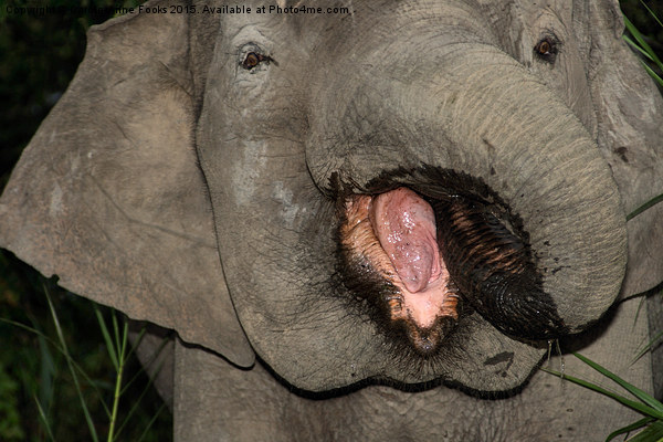  Borneo's Pygmy Elephant Portrait Picture Board by Carole-Anne Fooks