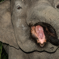 Buy canvas prints of  Borneo's Pygmy Elephant Portrait by Carole-Anne Fooks