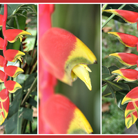 Buy canvas prints of Heliconia Composite  by Carole-Anne Fooks
