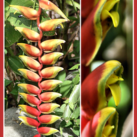 Buy canvas prints of  Heliconia Composite #2 by Carole-Anne Fooks