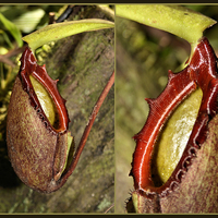 Buy canvas prints of  Pitcher Plant Composite by Carole-Anne Fooks