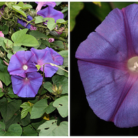 Buy canvas prints of  Morning Glory Twice Over by Carole-Anne Fooks