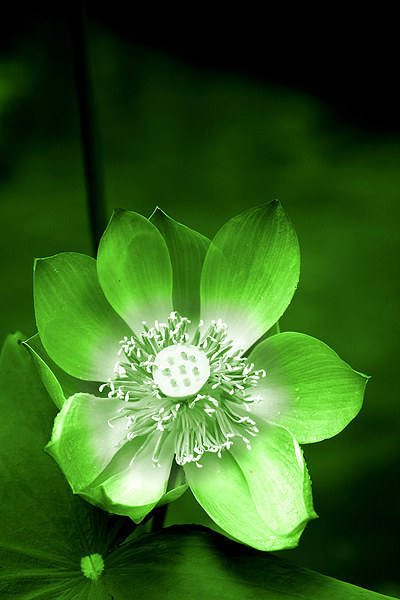 Green Lotus Flower Picture Board by Carole-Anne Fooks
