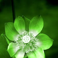 Buy canvas prints of  Green Lotus Flower by Carole-Anne Fooks
