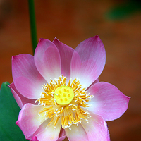 Buy canvas prints of   Large Pink Lotus by Carole-Anne Fooks