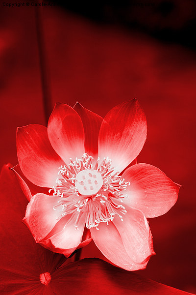  Red Lotus Picture Board by Carole-Anne Fooks
