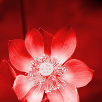 Buy canvas prints of  Red Lotus by Carole-Anne Fooks