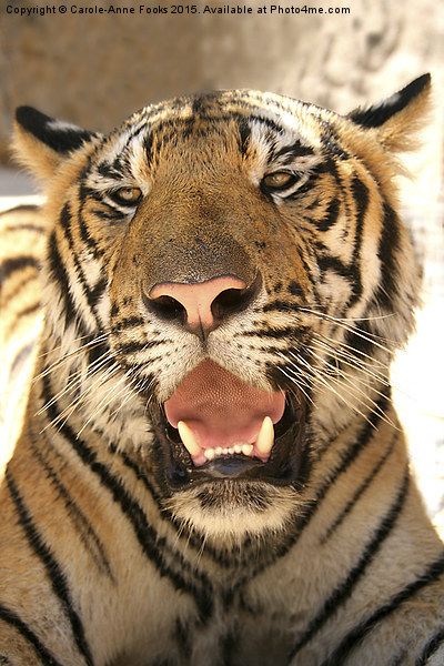 Tiger, Kanchanaburi, Thailand  Picture Board by Carole-Anne Fooks