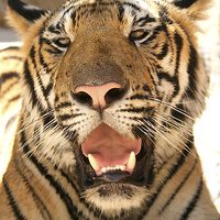 Buy canvas prints of  Tiger, Kanchanaburi, Thailand  by Carole-Anne Fooks
