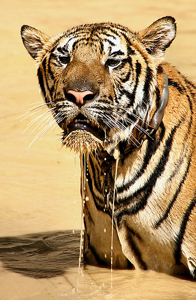  Dripping Tiger, Kanchanaburi, Thailand  Picture Board by Carole-Anne Fooks