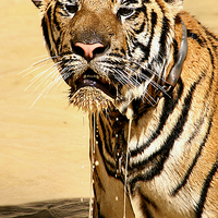 Buy canvas prints of  Dripping Tiger, Kanchanaburi, Thailand  by Carole-Anne Fooks