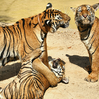 Buy canvas prints of Tigers at Water Play by Carole-Anne Fooks